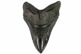 Serrated, Megalodon Tooth - Huge Tooth! #96655-2
